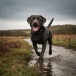 Desmame de filhotes: Quando e como fazer